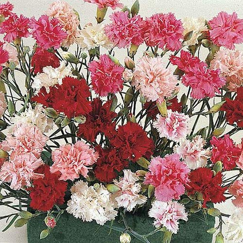 Outsidepride Perennial Dianthus Sonata Garden Cutting Flowers for Vases, Bouquets - 10000 Seeds