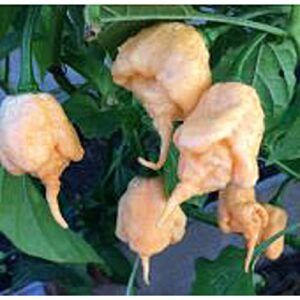 california reaper hot peppers (peach) seeds (20+ seeds) | non gmo | vegetable fruit herb flower seeds for planting | home garden greenhouse pack