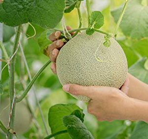 Imperial 45 Cantaloupe Seeds, 50+ Heirloom Seeds Per Packet, (Isla's Garden Seeds), Botanical Name: Cucumis melo VAR. cantalupensis, Non GMO Seeds