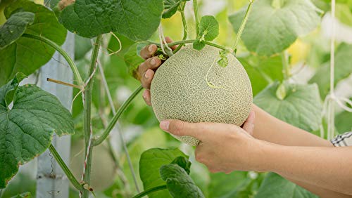 Imperial 45 Cantaloupe Seeds, 50+ Heirloom Seeds Per Packet, (Isla's Garden Seeds), Botanical Name: Cucumis melo VAR. cantalupensis, Non GMO Seeds