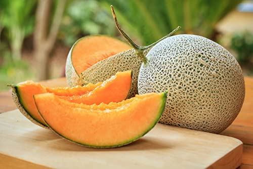 Imperial 45 Cantaloupe Seeds, 50+ Heirloom Seeds Per Packet, (Isla's Garden Seeds), Botanical Name: Cucumis melo VAR. cantalupensis, Non GMO Seeds