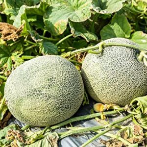 Imperial 45 Cantaloupe Seeds, 50+ Heirloom Seeds Per Packet, (Isla's Garden Seeds), Botanical Name: Cucumis melo VAR. cantalupensis, Non GMO Seeds