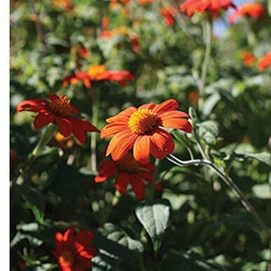 David's Garden Seeds Sunflower Dwarf Branching Stem Mexican Tithonia FBA-0089 (Orange) 50 Non-GMO, Heirloom Seeds