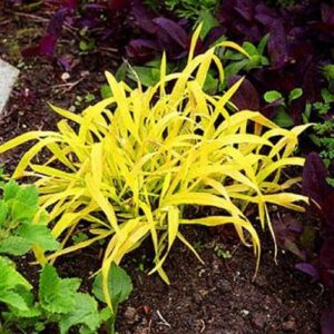 outsidepride milium effusum golden millet ornamental grass for shade gardens – 25 seeds