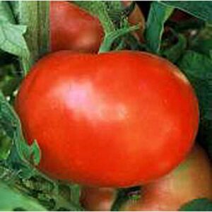 supersonic tomato seeds (25 seed packet) (more heirloom, non gmo, vegetable, fruit, herb, flower garden seeds at seed king express)