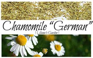 herb seeds – german chamomile – medicinal, flowering, and edible – liliana’s garden