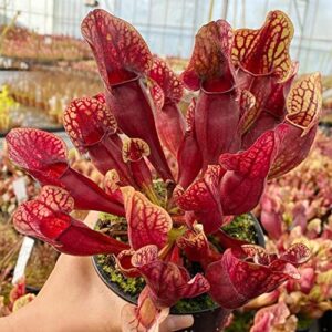 qauzuy garden- 25 sarracenia purpurea seeds purple pitcher, rare tropical exotic plant, very hardy, heat tolerance, easy to grow