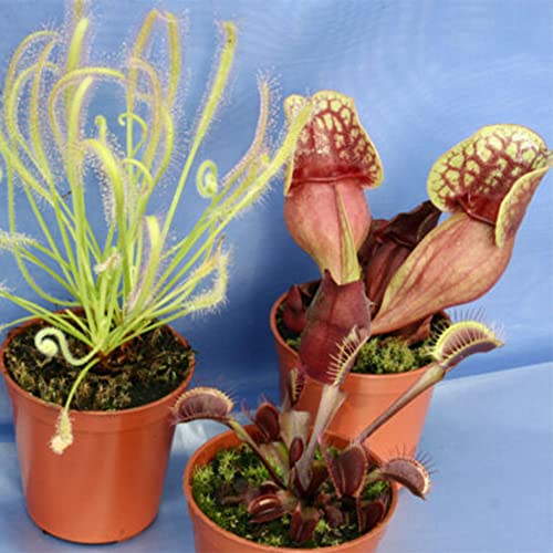 QAUZUY GARDEN- 25 Sarracenia Purpurea Seeds Purple Pitcher, Rare Tropical Exotic Plant, Very Hardy, Heat Tolerance, Easy to Grow