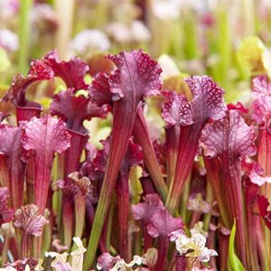 QAUZUY GARDEN- 25 Sarracenia Purpurea Seeds Purple Pitcher, Rare Tropical Exotic Plant, Very Hardy, Heat Tolerance, Easy to Grow