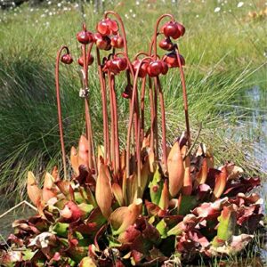 QAUZUY GARDEN- 25 Sarracenia Purpurea Seeds Purple Pitcher, Rare Tropical Exotic Plant, Very Hardy, Heat Tolerance, Easy to Grow