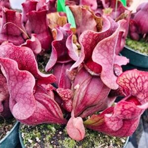 QAUZUY GARDEN- 25 Sarracenia Purpurea Seeds Purple Pitcher, Rare Tropical Exotic Plant, Very Hardy, Heat Tolerance, Easy to Grow