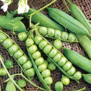 120 little marvel pea seeds for planting heirloom non gmo 1 ounce of seeds garden vegetable bulk survival hominy
