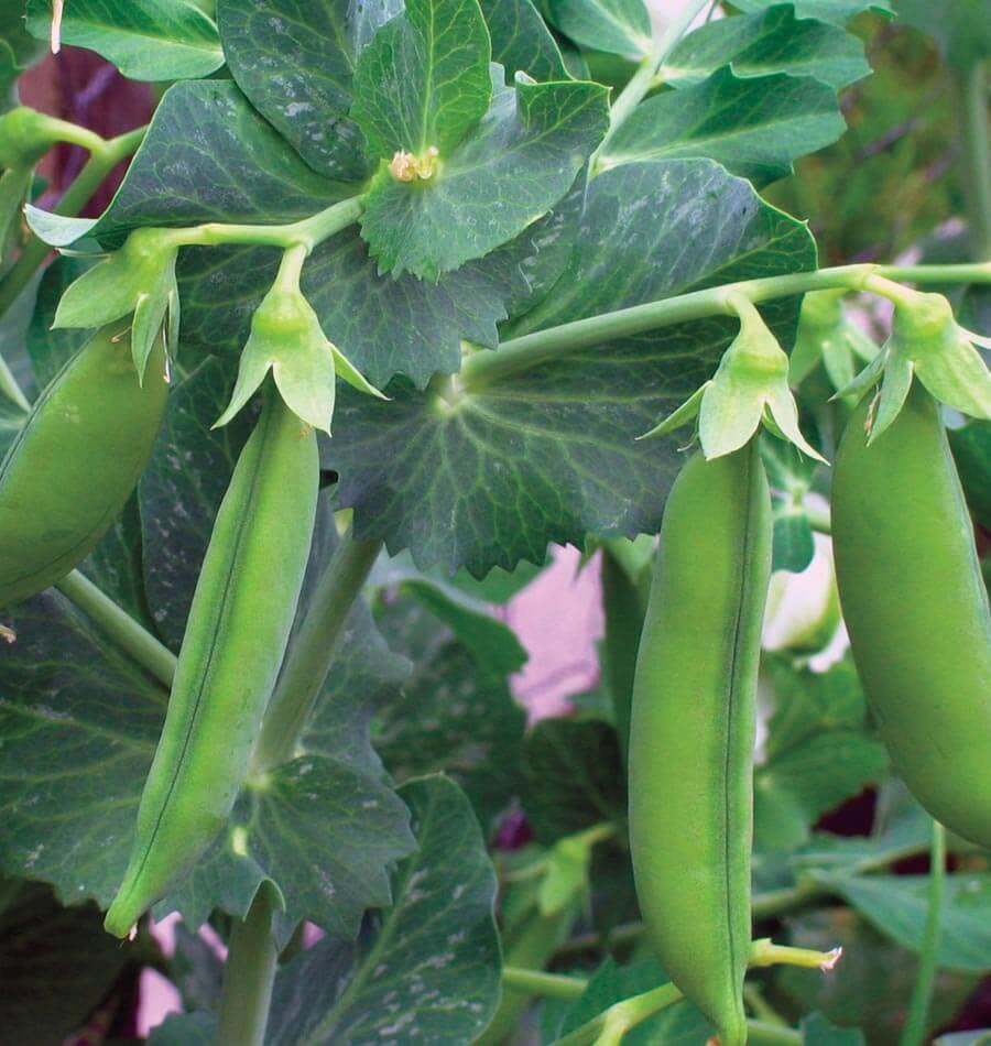 120 Little Marvel Pea Seeds for Planting Heirloom Non GMO 1 Ounce of Seeds Garden Vegetable Bulk Survival Hominy