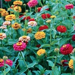 "Button Box Mix" Zinnia Seeds for Planting, 100+ Flower Seeds Per Packet, (Isla's Garden Seeds), Non GMO & Heirloom Seeds, Botanical Name: Zinnia elegans, Great Home Garden Gift