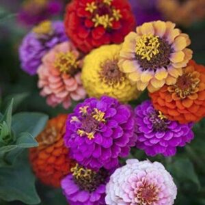 "Button Box Mix" Zinnia Seeds for Planting, 100+ Flower Seeds Per Packet, (Isla's Garden Seeds), Non GMO & Heirloom Seeds, Botanical Name: Zinnia elegans, Great Home Garden Gift