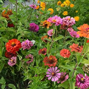 "Button Box Mix" Zinnia Seeds for Planting, 100+ Flower Seeds Per Packet, (Isla's Garden Seeds), Non GMO & Heirloom Seeds, Botanical Name: Zinnia elegans, Great Home Garden Gift