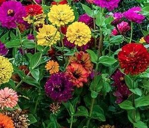 "Button Box Mix" Zinnia Seeds for Planting, 100+ Flower Seeds Per Packet, (Isla's Garden Seeds), Non GMO & Heirloom Seeds, Botanical Name: Zinnia elegans, Great Home Garden Gift