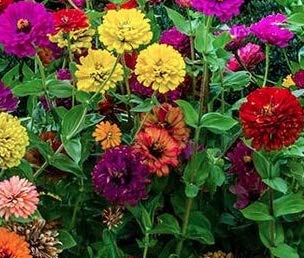 "Button Box Mix" Zinnia Seeds for Planting, 100+ Flower Seeds Per Packet, (Isla's Garden Seeds), Non GMO & Heirloom Seeds, Botanical Name: Zinnia elegans, Great Home Garden Gift