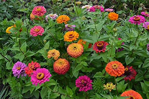 "Button Box Mix" Zinnia Seeds for Planting, 100+ Flower Seeds Per Packet, (Isla's Garden Seeds), Non GMO & Heirloom Seeds, Botanical Name: Zinnia elegans, Great Home Garden Gift