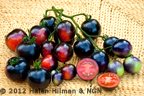 Indigo Rose Tomato - Pkt. 30 Seeds