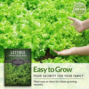 Survival Garden Seeds - Green Salad Bowl Lettuce Seed for Planting - Packet with Instructions to Plant and Grow in Your Home Vegetable Garden - Non-GMO Heirloom Variety