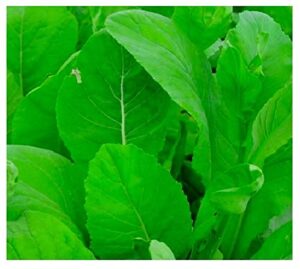 500 tendergreen mustard spinach seeds | non-gmo | heirloom | instant latch garden seeds