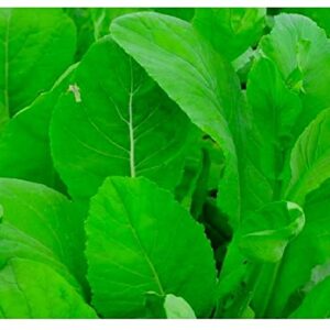 500 Tendergreen Mustard Spinach Seeds | Non-GMO | Heirloom | Instant Latch Garden Seeds