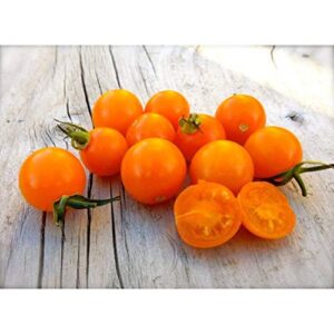 sungold select tomato seeds (40 seed pack)