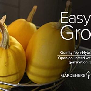 Spaghetti Squash Seeds for Planting - Winter Squash Heirloom, Non-GMO Vegetable Squash Variety- 3 Grams Seeds Great for Summer Garden by Gardeners Basics