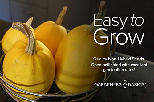 Spaghetti Squash Seeds for Planting - Winter Squash Heirloom, Non-GMO Vegetable Squash Variety- 3 Grams Seeds Great for Summer Garden by Gardeners Basics