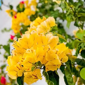 qauzuy garden 105 fresh seeds yellow bougainvillea flower seeds for planting- perennial paper flower shrub seeds colorful privacy screens accent plant- easy to grow
