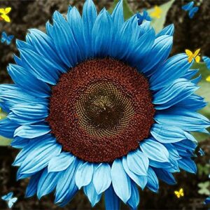 QAUZUY GARDEN 40 Rare Blue Sunflower Seeds (Helianthus Annuus), Attract Pollinators, Rare Striking Showy Exotic Flower for Home Garden Office Yard Decor