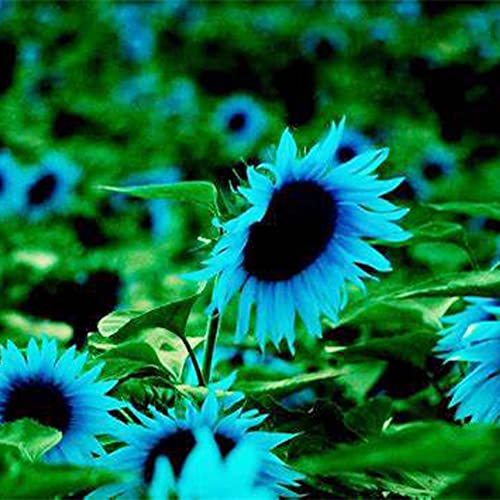 QAUZUY GARDEN 40 Rare Blue Sunflower Seeds (Helianthus Annuus), Attract Pollinators, Rare Striking Showy Exotic Flower for Home Garden Office Yard Decor