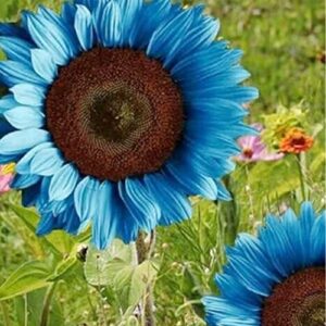 QAUZUY GARDEN 40 Rare Blue Sunflower Seeds (Helianthus Annuus), Attract Pollinators, Rare Striking Showy Exotic Flower for Home Garden Office Yard Decor