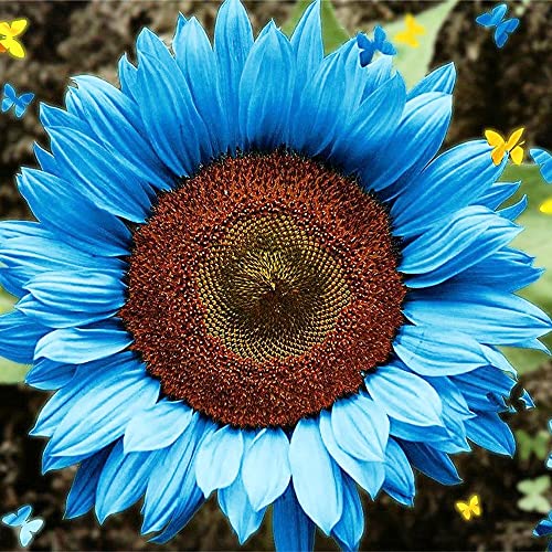 QAUZUY GARDEN 40 Rare Blue Sunflower Seeds (Helianthus Annuus), Attract Pollinators, Rare Striking Showy Exotic Flower for Home Garden Office Yard Decor