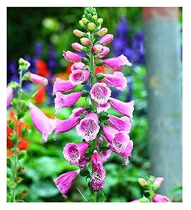 david’s garden seeds flower native american foxglove 8833 (purple) 50 non-gmo, heirloom seeds