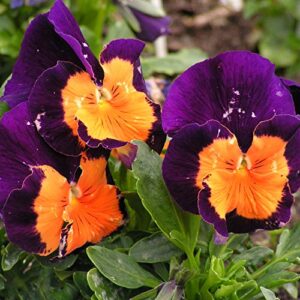 outsidepride pansy jolly joker indoor house plant or outdoor garden flower for beds, borders pots, & containers – 100 seeds
