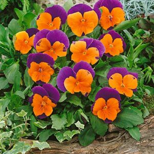 Outsidepride Pansy Jolly Joker Indoor House Plant Or Outdoor Garden Flower for Beds, Borders Pots, & Containers - 100 Seeds