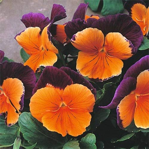 Outsidepride Pansy Jolly Joker Indoor House Plant Or Outdoor Garden Flower for Beds, Borders Pots, & Containers - 100 Seeds