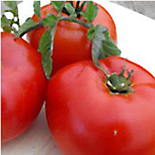 Siletz Tomato Seeds (20+ Seeds) | Non GMO | Vegetable Fruit Herb Flower Seeds for Planting | Home Garden Greenhouse Pack