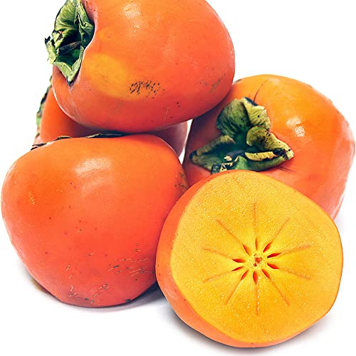 QAUZUY GARDEN 5 Seeds Persimmon Seeds Diospyros virginiana Fruit Tree Seeds Perennial- Non-GMO Seeds- Easy to Grow- Grow Your Own Delicious Persimmon Tree