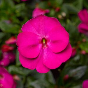 outsidepride new guinea violet impatiens shade garden, hanging basket, container plant flowers – 50 seeds