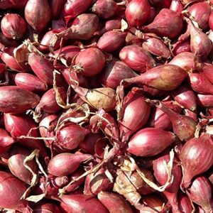 red onion sets (100 bulbs) garden vegetable