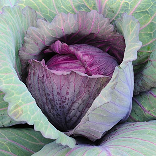 500 Red Acre Cabbage Seeds for Planting Heirloom Non-GMO 2 Grams Garden Vegetable Bulk Survival Hominy