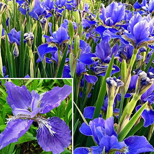 20+ Wild Purple Iris Flower Seeds Perennial Fragrant Plant Bonsai Home Garden