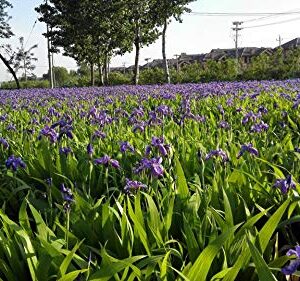 20+ Wild Purple Iris Flower Seeds Perennial Fragrant Plant Bonsai Home Garden