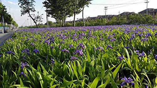 20+ Wild Purple Iris Flower Seeds Perennial Fragrant Plant Bonsai Home Garden