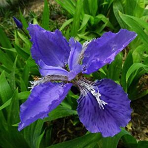 20+ Wild Purple Iris Flower Seeds Perennial Fragrant Plant Bonsai Home Garden