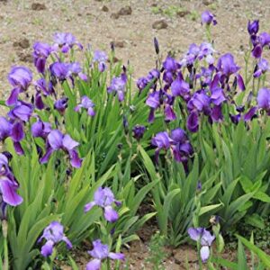 20+ Wild Purple Iris Flower Seeds Perennial Fragrant Plant Bonsai Home Garden
