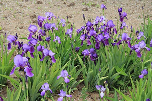 20+ Wild Purple Iris Flower Seeds Perennial Fragrant Plant Bonsai Home Garden